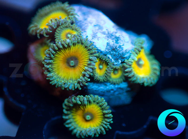 JF Captain Jerks Protos