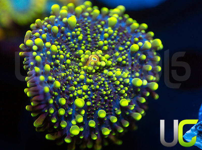 UC Green Lantern Yuma Ricordea