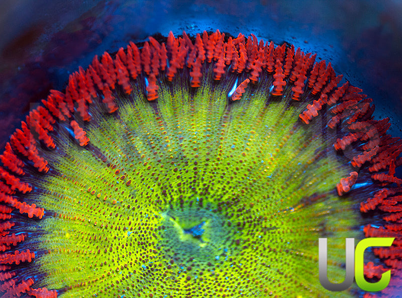Green on Red Ultra Rock Flower Anemone