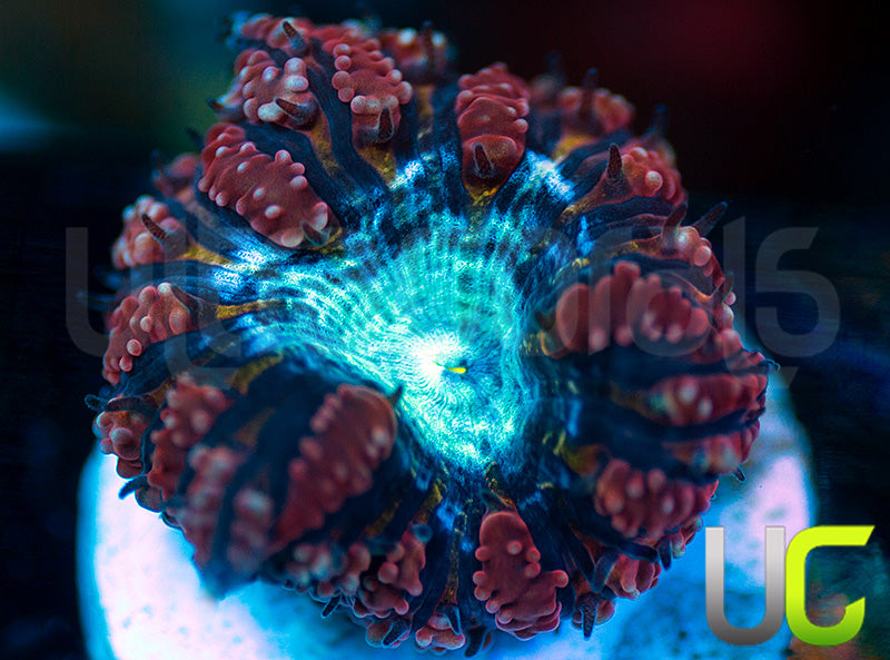 NEW RELEASE: UC Fancy Pants Blastos