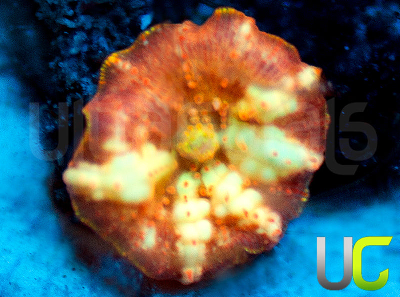 UC Hyper Fanta Mushroom Baby