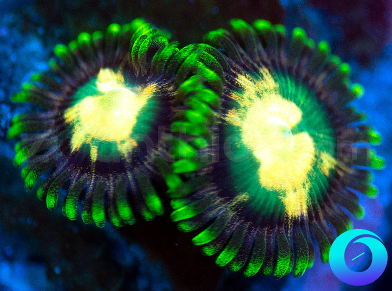 Piebald