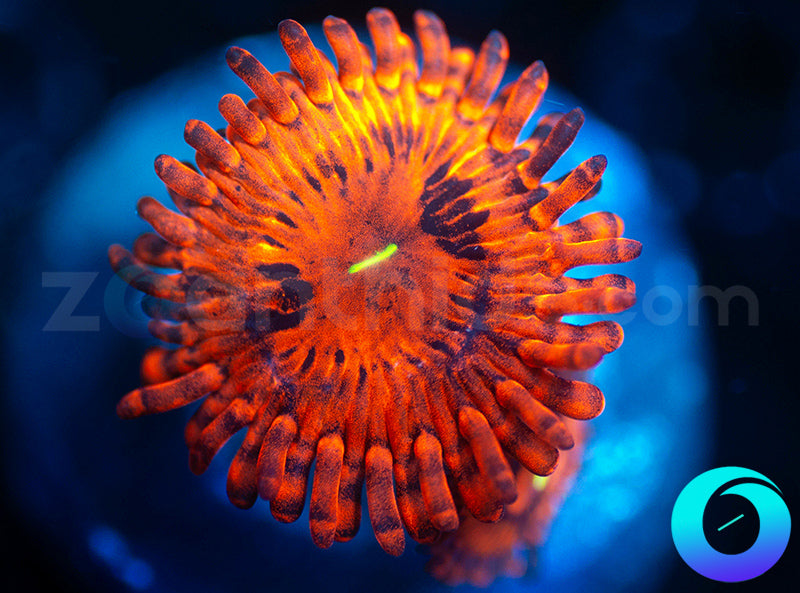 Little Red Riding Hood