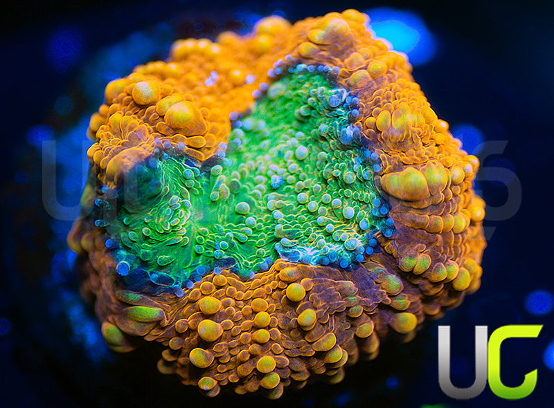 OG Pumpkin Patch Acan Echinata