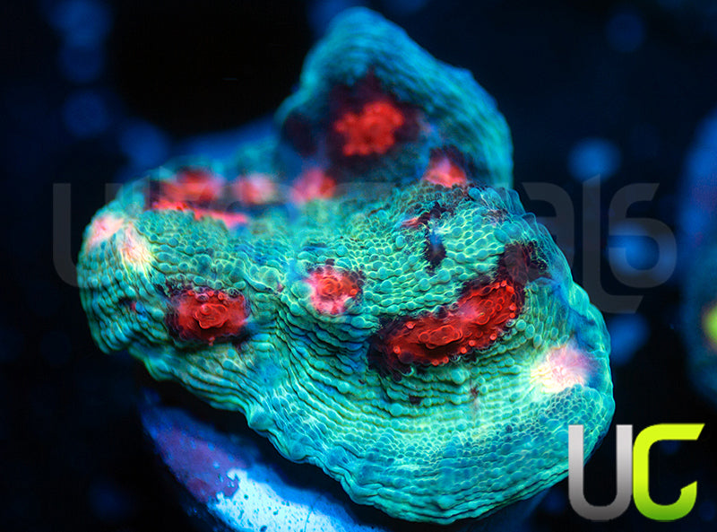 UC Hellspawn Chalice