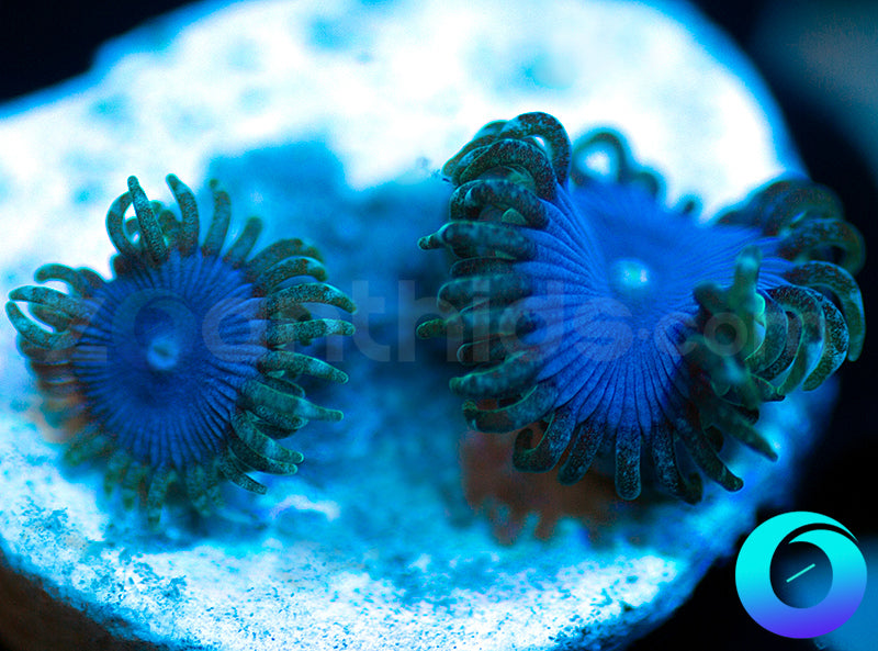 Electric Blue Protos