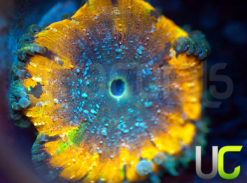 Rainbow Fleck Ultra Rock Flower Anemone