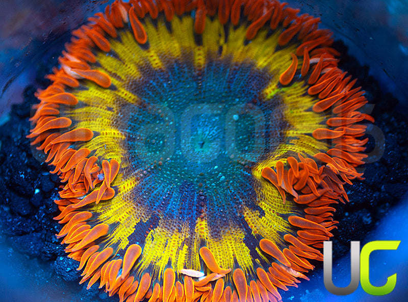 Orange on Orange Ultra Rock Flower Anemone