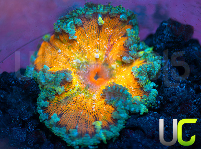 Peach Fleck Ultra Rock Flower Anemone