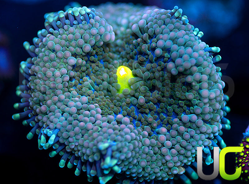 Blue Base Floridea Ricordea