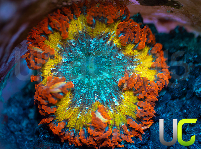 Orange on Red Ultra Rock Flower Anemone