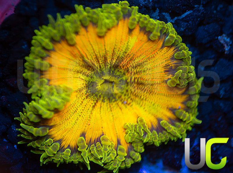 True Yellow Ultra Rock Flower Anemone
