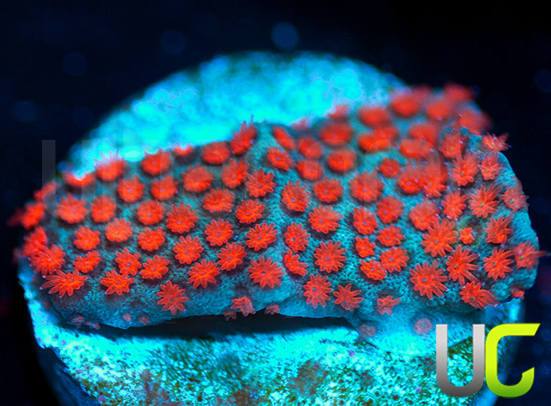 ECC Superman Porites