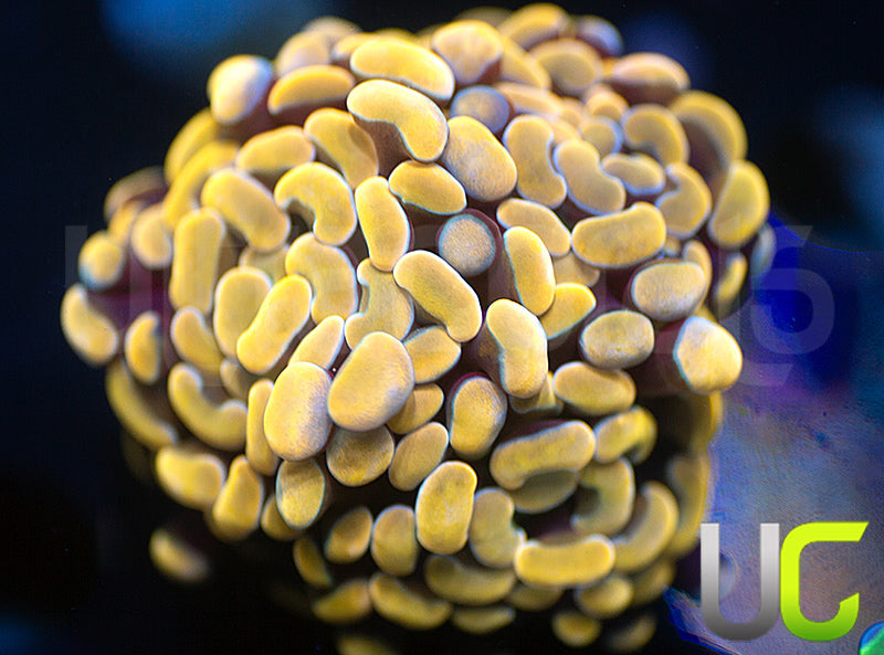 UC True Yellow with Green Stalk Hammer