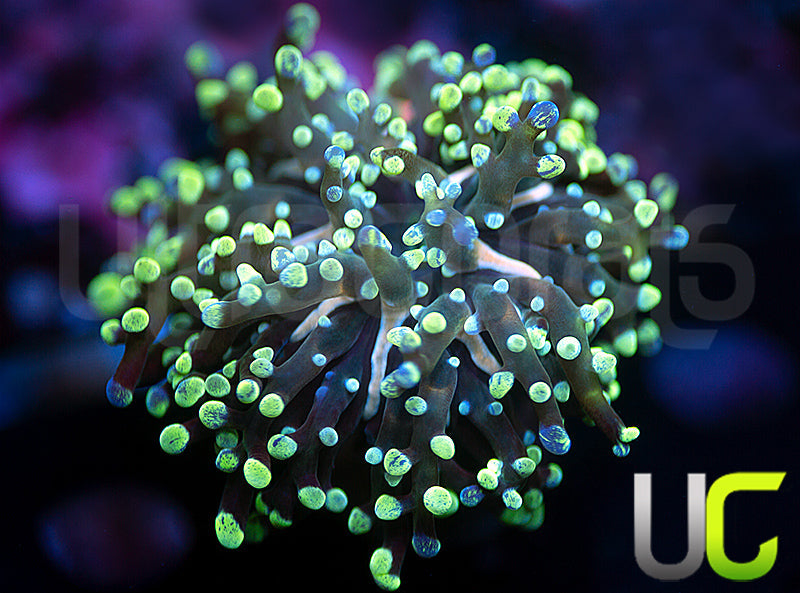 UC Bicolor Splatter Spawn