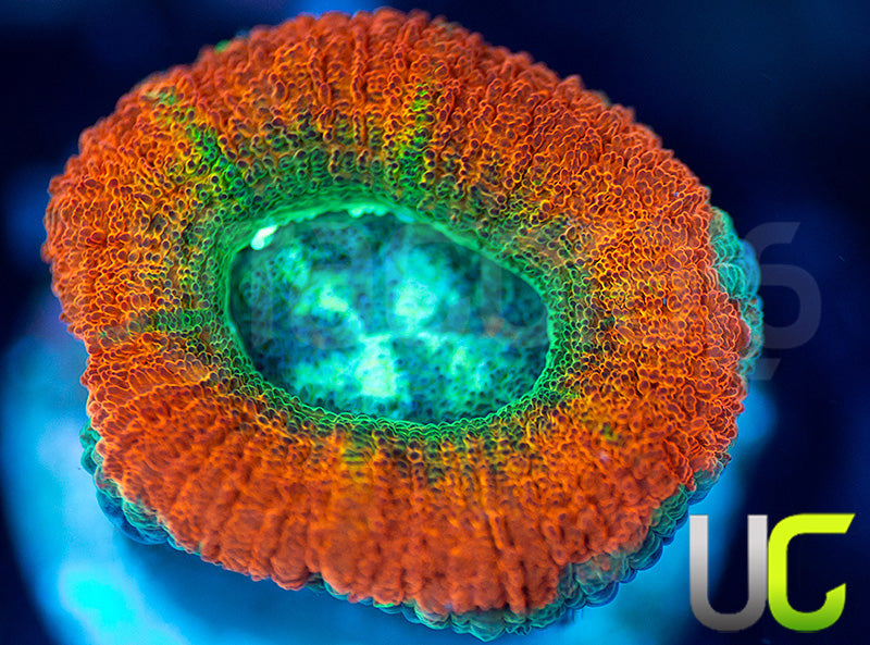 UC Flash Bang Micro Lord