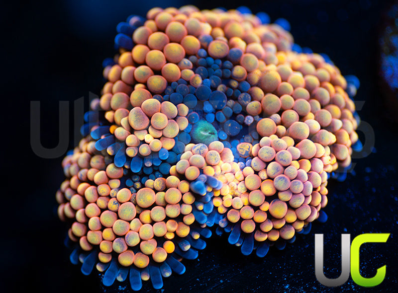 UC Pink Panther Florida Ricordea