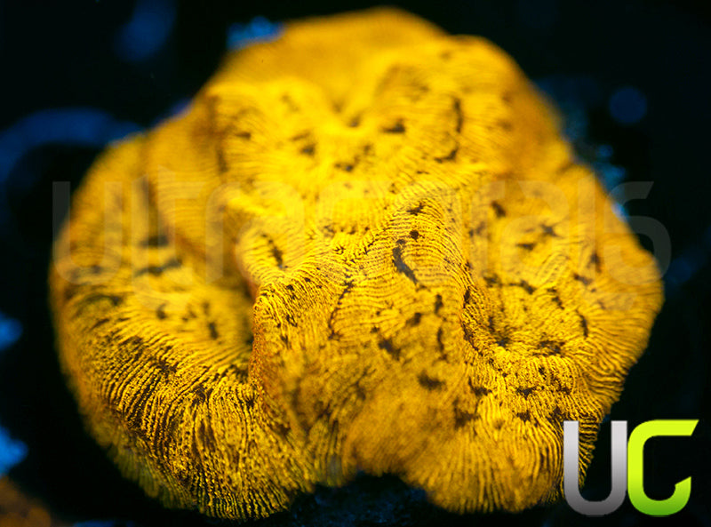 UC Golden Dragon Lepto