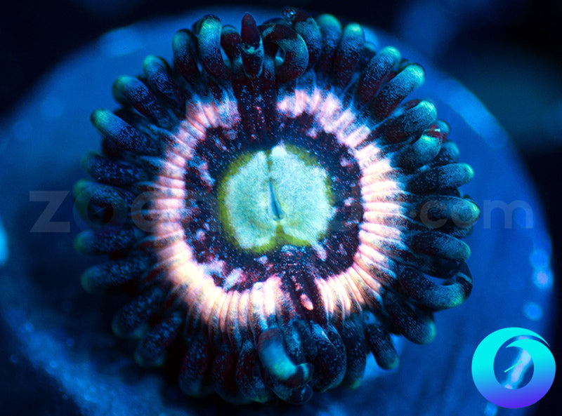 CC Pink Constellation