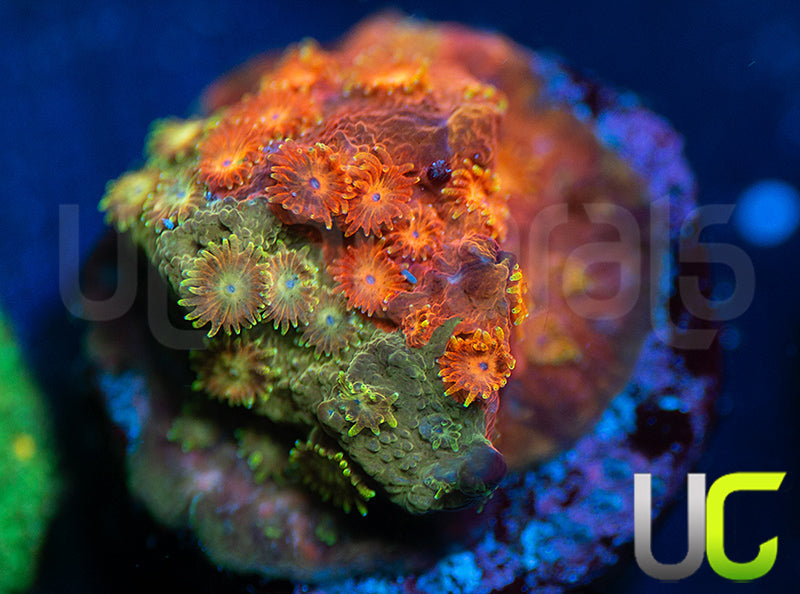 LC Circuit Breaker Cyphastrea