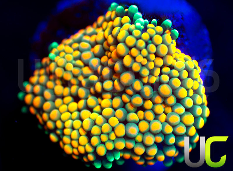 UC Mimosa Florida Ricordea