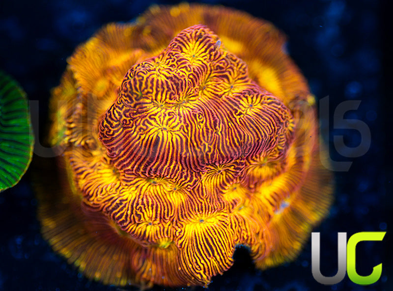 UC Sun Goddess Lepto