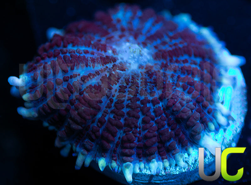 UC Fakey Frankie Mushroom