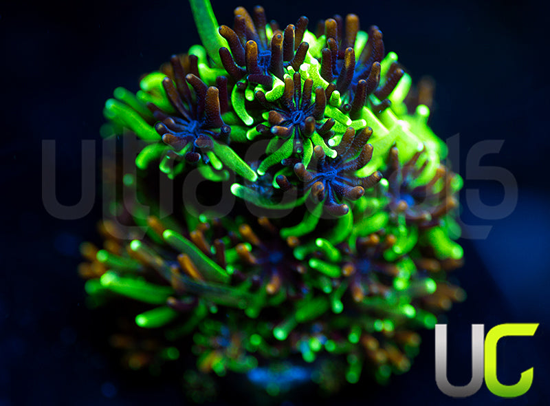 Sonic the Hedgehog Galaxia