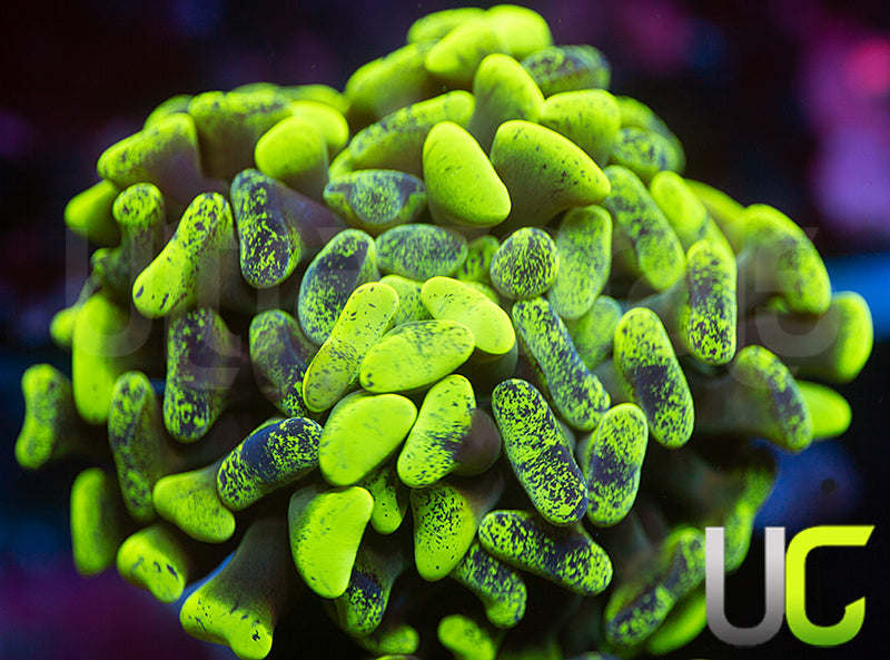 UC Golden Splatter Hammer