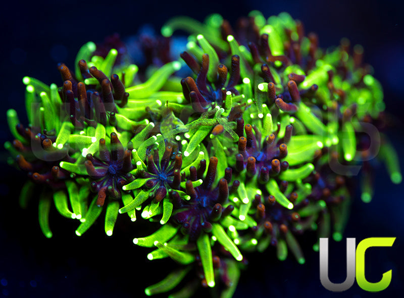 Sonic the Hedgehog Galaxia