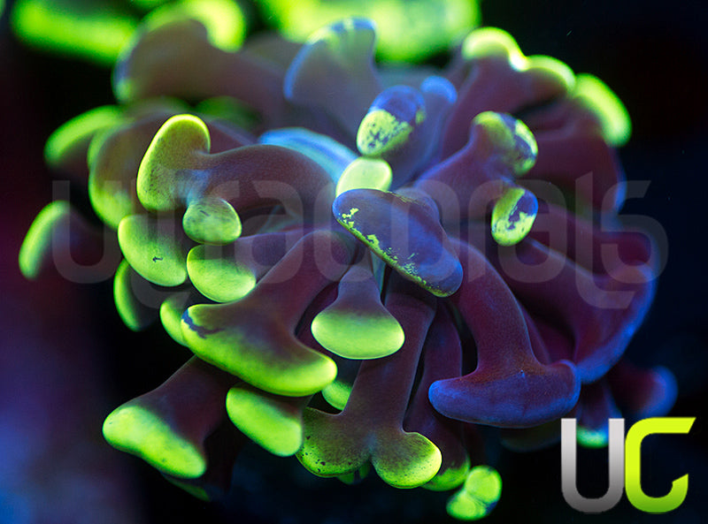 UC Bicolor Splatter Hammer