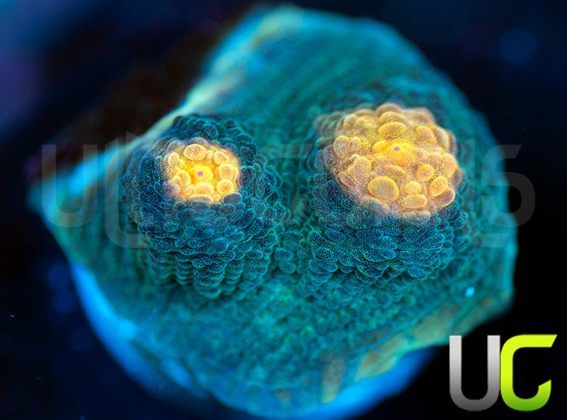 NEW RELEASE: UC Empire Chalice