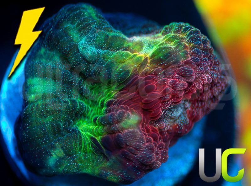 UC Strawberry Martini Mycedium Chalice