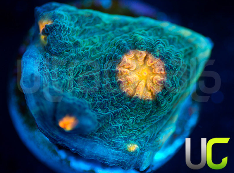 NEW RELEASE: UC Empire Chalice