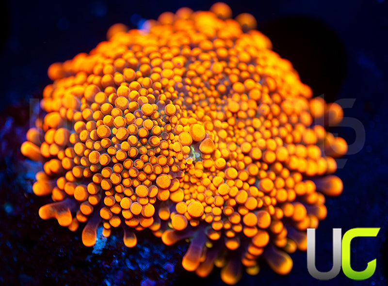 UC Toxic Orange Yuma Ricordea