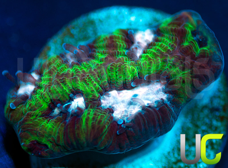 Gonzos Party Time Platy