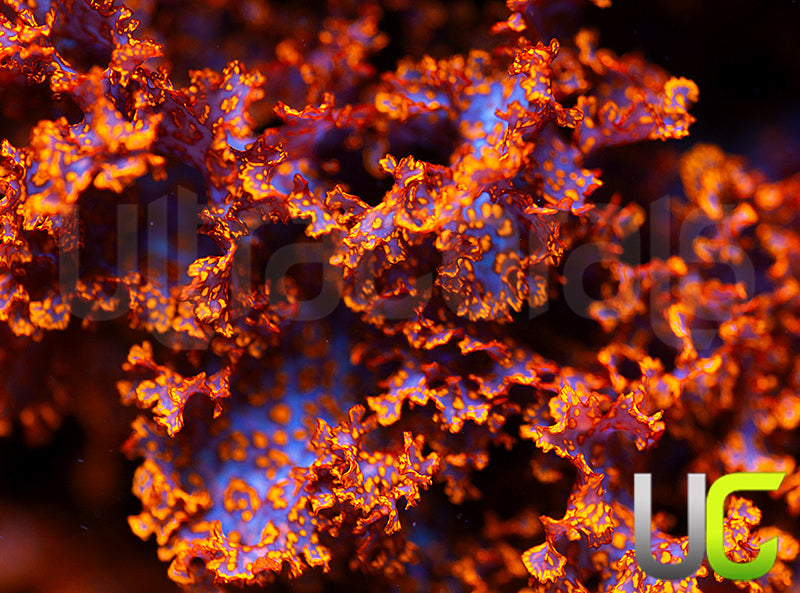 Dragons Tongue Macro Algae - Small