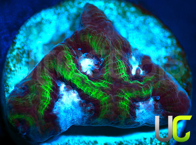 Gonzos Party Time Platy