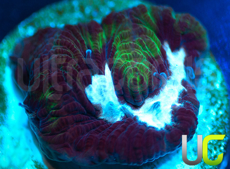 Gonzos Party Time Platy