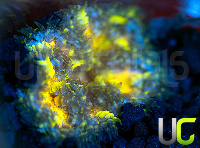 Ultra Rock Flower Anemone