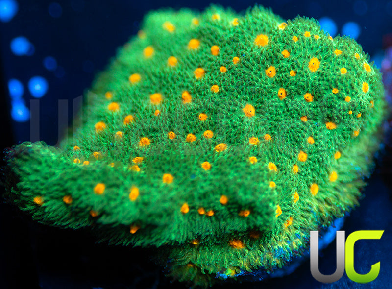 CC Smashing Pumpkins Psammocora