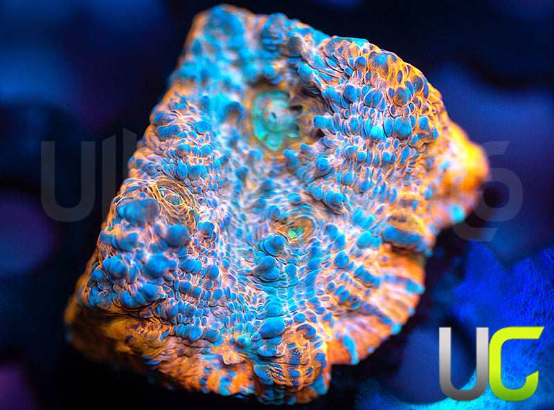 UC Orangsicle Chalice