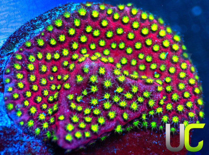 UC Raspberry Pie Stylo