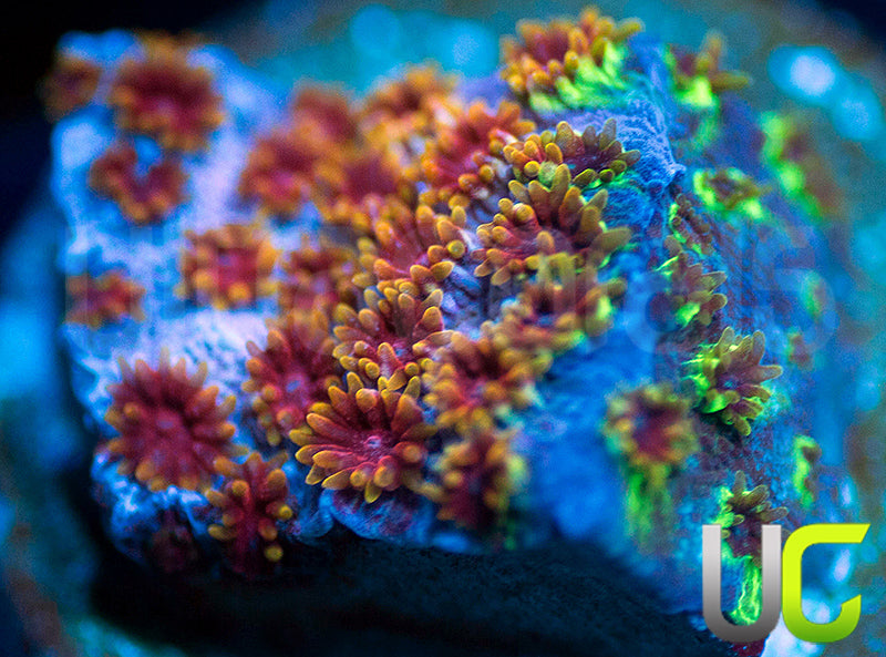 WWC Skittles Bomb Cyphastrea