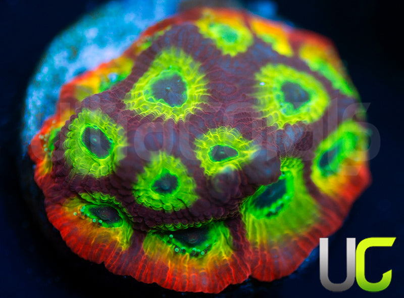 Gonzo Spicy Lemon Favites