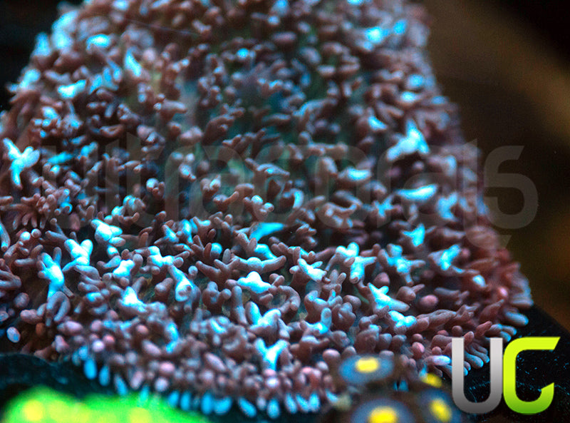 UC Corpse Bride Bouncing Fuzzy Mushroom Mother