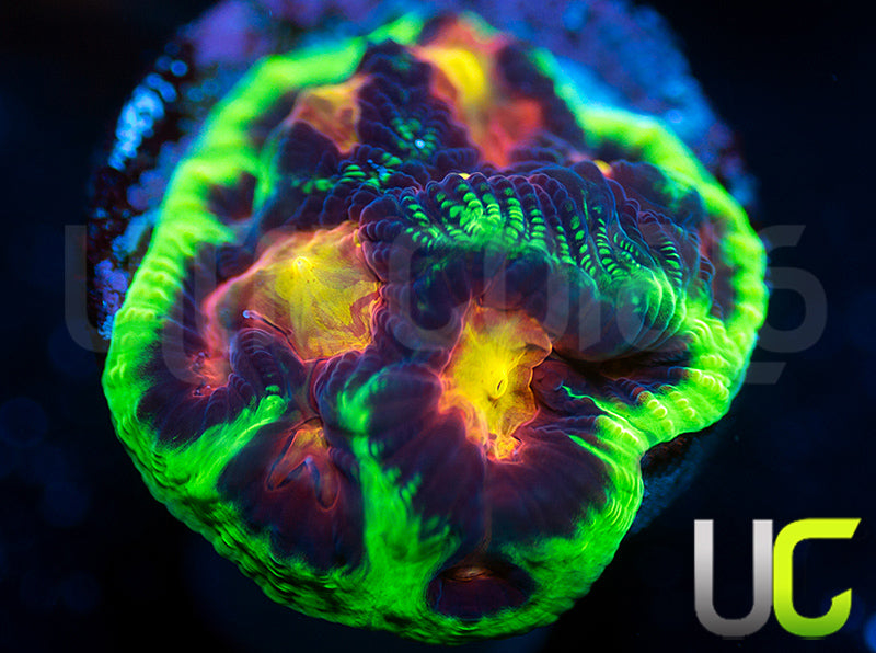 UC Ring Leader Favites