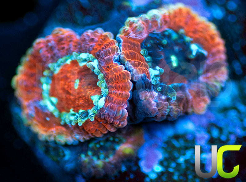 UC Limp Bizkuit Micro Amakusensis