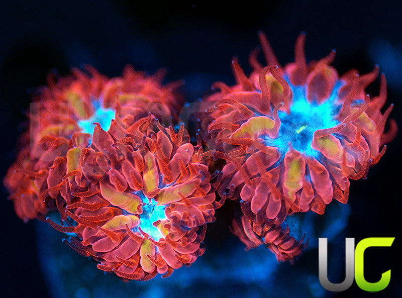 UC Blue Raven Blastos