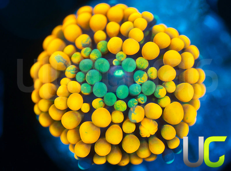 UC Agent Orange Bubble Florida Ricordea